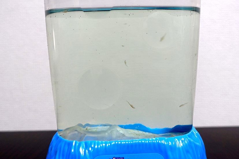 懐かしの「シーモンキー」飼育キットが復活！ 謎の生物を育ててみた
