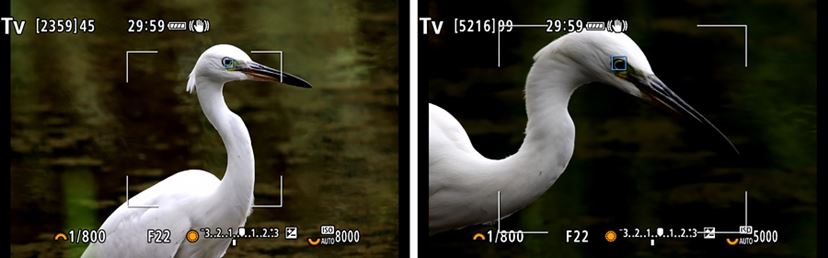 お手ごろ価格の超望遠レンズ! キヤノン「RF800mm F11 IS STM お手ごろ価格の超望遠レンズ! キヤノン「RF800mm F11 IS STM