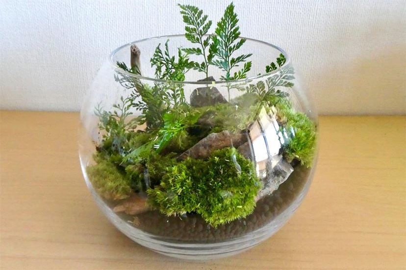 手のひらサイズの植物園。自分だけの「苔テラリウム」を作って癒やされよう - 価格.comマガジン