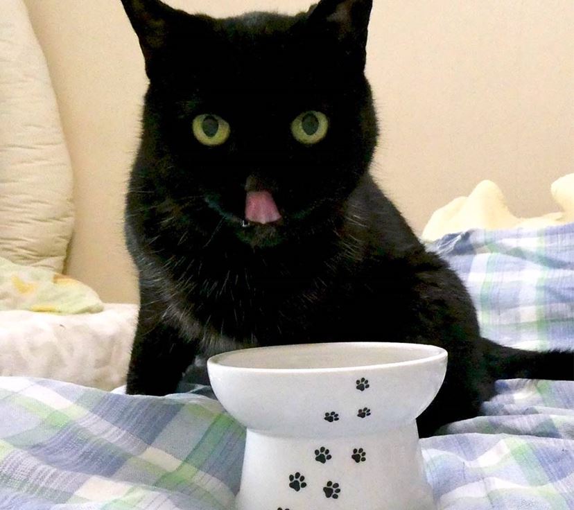 猫ちゃんの食器は「脚付き」がいい！ 高さを出して“吐き戻し”を防ごう
