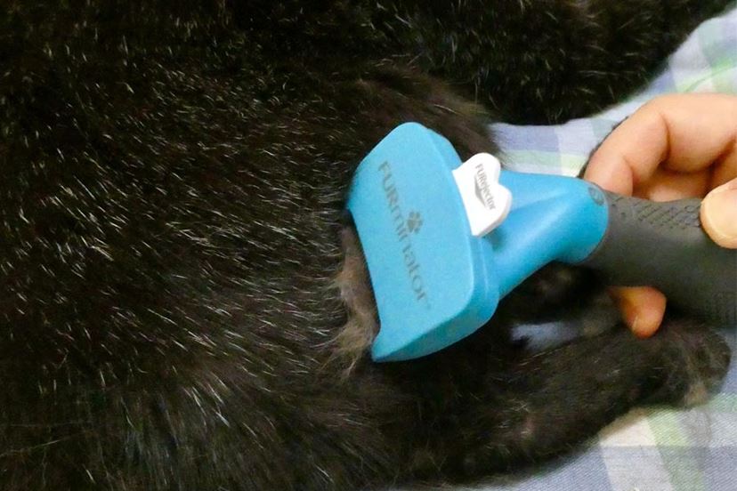 猫 アンダー トップ コート ブラシ