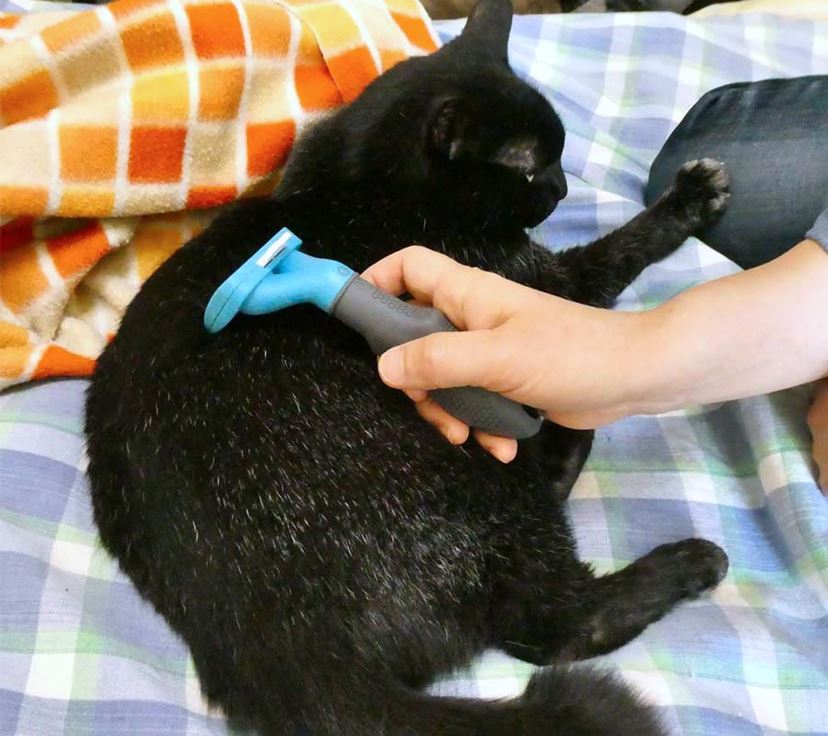 猫用ブラシ」5種類を徹底比較！ 猫がよろこんだのは？ 毛が取れたのは？ - 価格.comマガジン