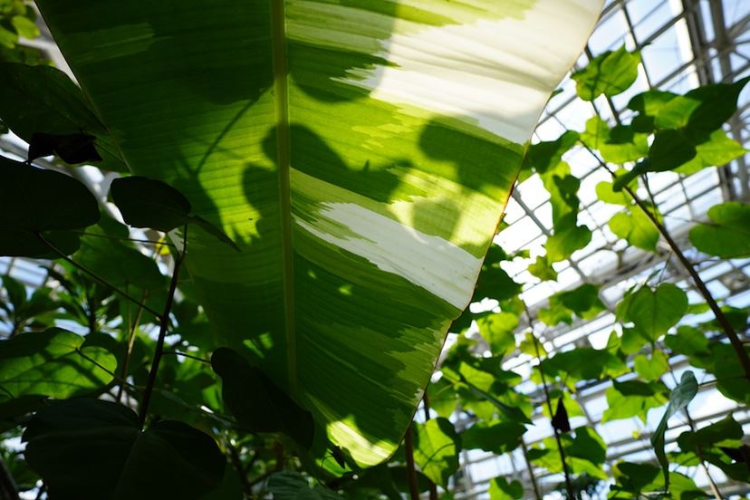 ソニー「E 11mm F1.8」で古刹や植物園をスナップ！ 近接撮影でも