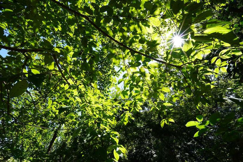 【新品同様】SONY E 11mm F1.8 広角単焦点レンズ 61NJTaHJFxL._AC_UL210_SR210,