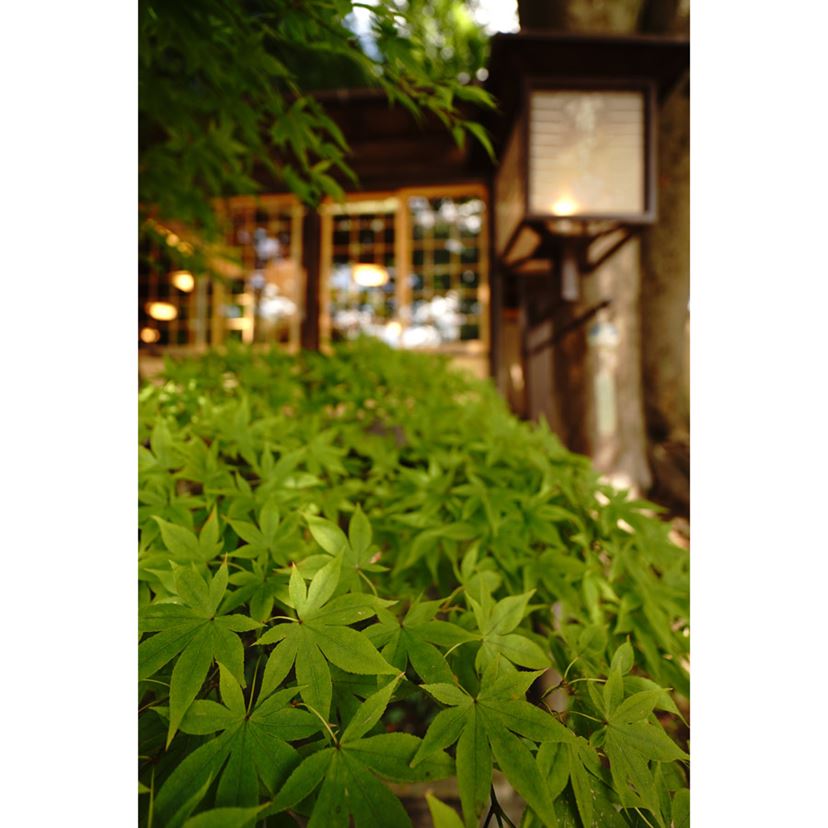 ソニー「E 11mm F1.8」で古刹や植物園をスナップ! 近接撮影でも ソニー「E 11mm F1.8」で古刹や植物園をスナップ! 近接撮影でも