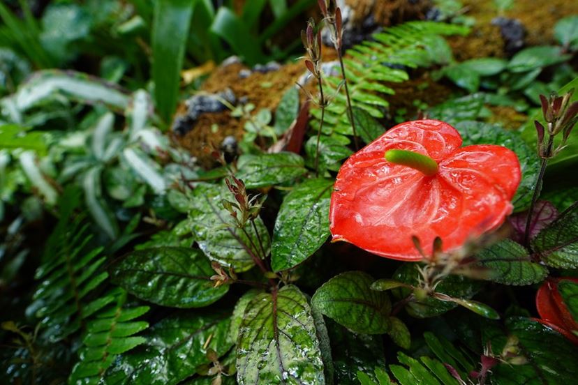 【新品同様】SONY E 11mm F1.8 広角単焦点レンズ SONY [新品]SONY ソニー E 11mm F1.8 SEL11F18 APS-C対応
