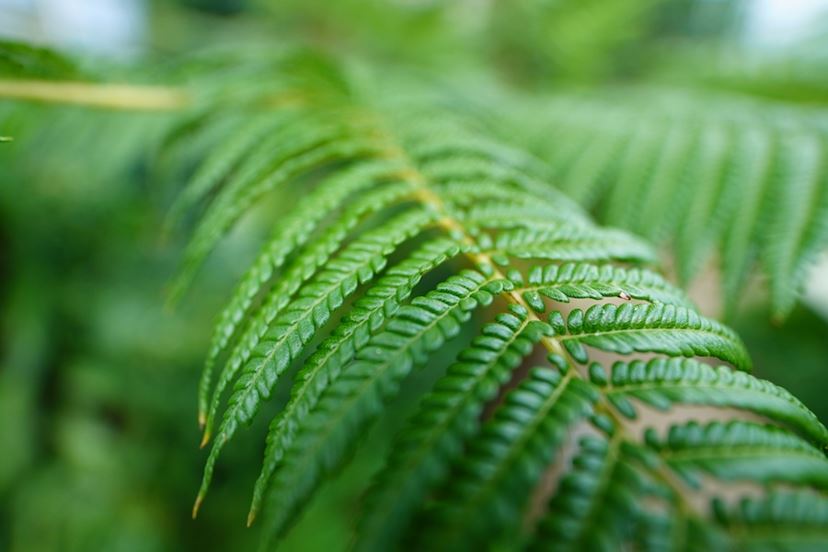ソニー「E 11mm F1.8」で古刹や植物園をスナップ！ 近接撮影でも