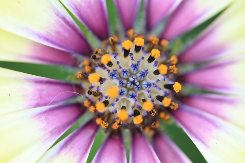 草花接写が楽しくなる【Canon COMPACT-MACRO Lens 】 草花接写が楽しくなる【Canon COMPACT-MACRO Lens 】