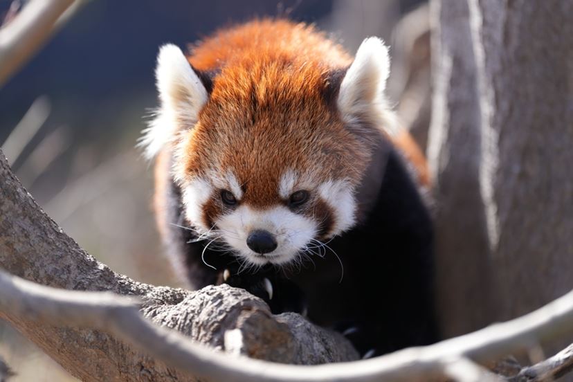 ソニーとシグマのどっちを選ぶ? Eマウント用の大口径・望遠 ソニーとシグマのどっちを選ぶ? Eマウント用の大口径・望遠