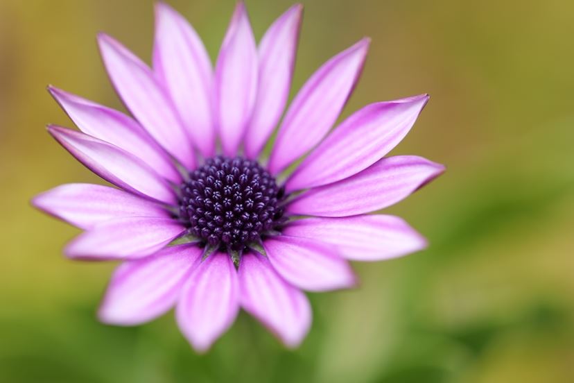 世界最小・最軽量「LUMIX S 100mm F2.8 MACRO」は多彩に使える100mm