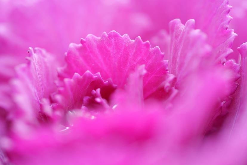 世界最小・最軽量「LUMIX S 100mm F2.8 MACRO」は多彩に使える100mm