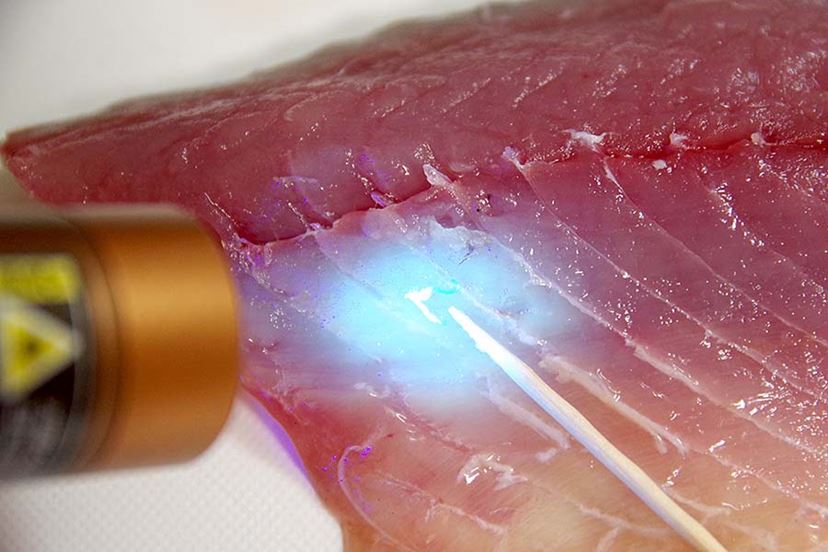 魚を照らして寄生虫を見つけ出せ！ 「アニサキスライト」で安全に刺身
