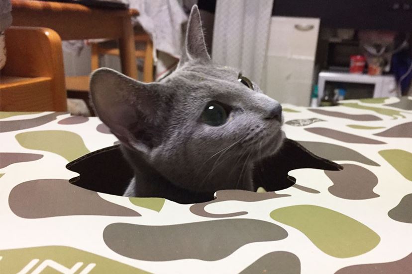 ねこ“こっちにも”まっしぐら♪ 「猫の秘密基地」を与えてみた - 価格