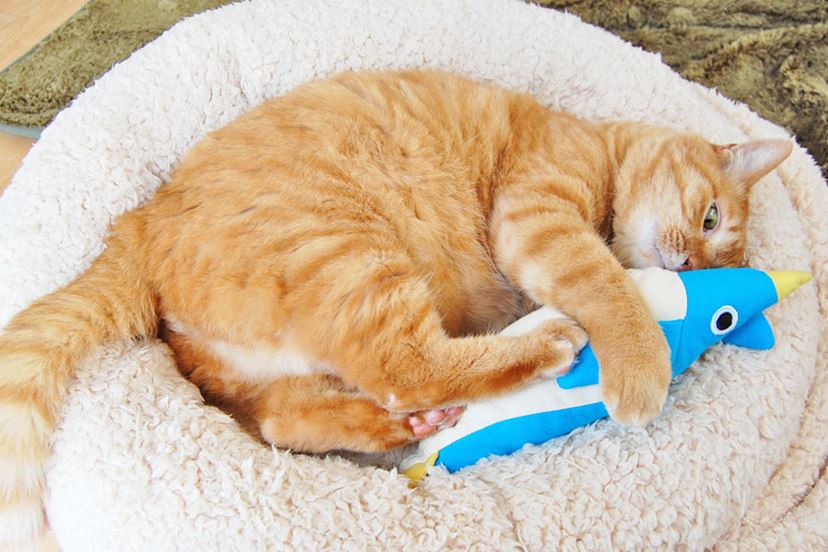 猫が喜ぶおもちゃはこれ！ 試してわかった傑作猫用グッズ20選【猫を 