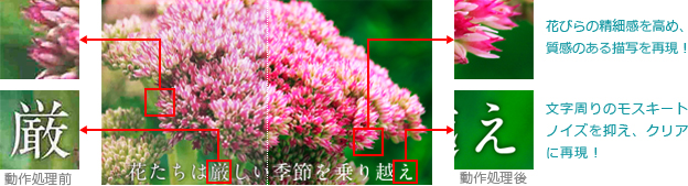 ӂNAȉfƕ̓ǂ݂₷𗼗