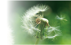 �����̂��敗�̂悤�ȁu�ӂ�蕗(��)�v