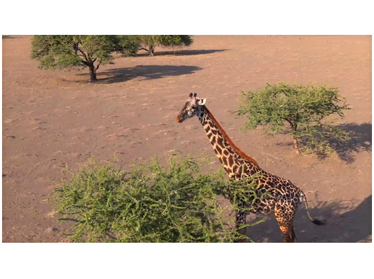 構図調整を、 より安心で効果的に