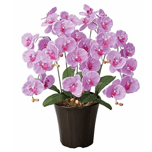 �Ӓ����̔��A��