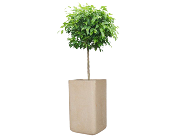 �x���W���~�����J�o�[�t��