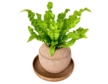 �A�X�v���j�E�� �G�������h�E�F�[�u