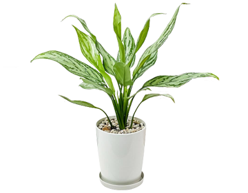 �A�O���I�l�} �V���o�[�N�C�[��