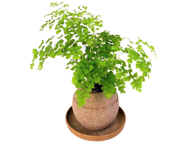 �A�W�A���^�� �A�N�A�v�����g�|�b�g