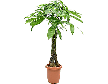 �p�L��7���T�C�Y