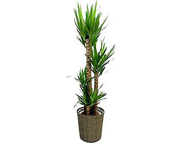 ���b�J���J�o�[�t��