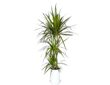 �h���Z�i �}���M�i�[�^���t��