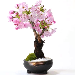 ミニ盆栽 桜