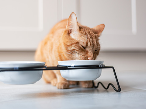 >�y�b�g�t�[�h��A�ƒ�p��܂Ȃǂ̏��Օi