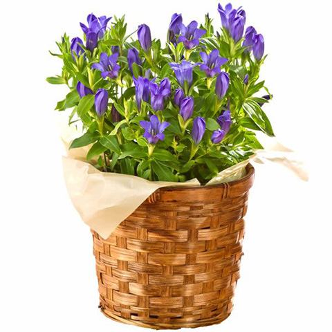 �����h�E ���A���M�t�g �e��