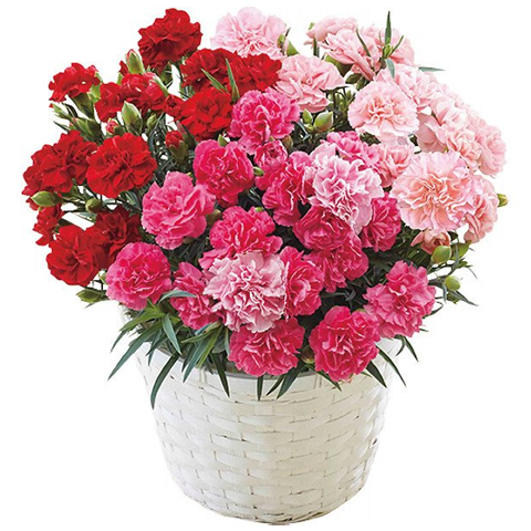 �J�[�l�[�V���� �񂹐A��