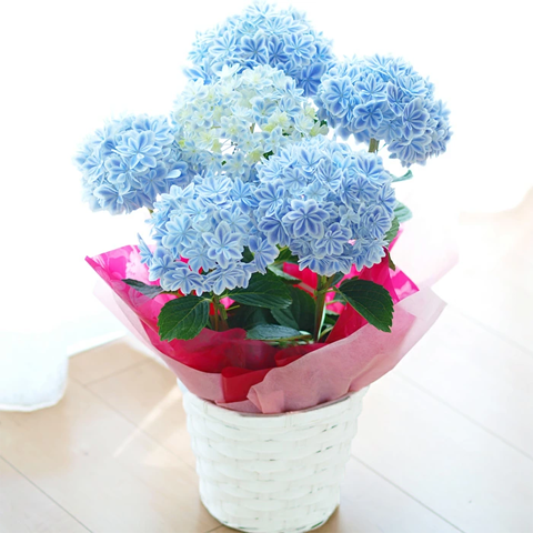 �������� ���؋�