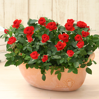 �Z���g�������[�Y �~�j�o��