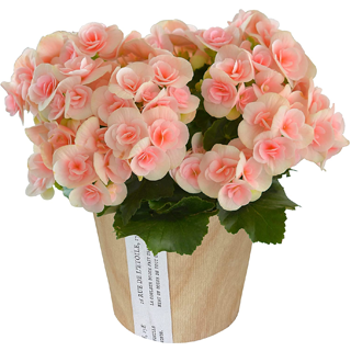 �x�S�j�A ���[�K�[�X�E�x�S�j�A