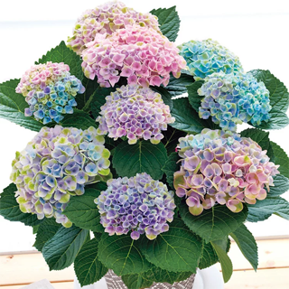 �������� �}�W�J�����{�����[�V����