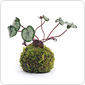 苔玉