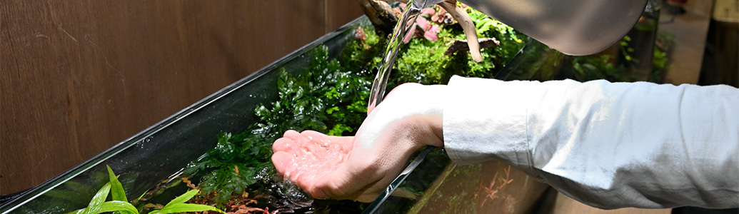 ���C���r�W���A��06