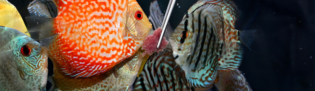 ���C���r�W���A��09