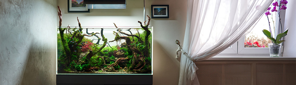 ���C���r�W���A��11