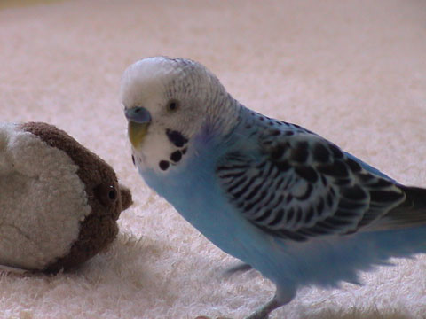 価格 Com 鳥 セキセイインコ うちの子自慢 ピーくんの写真 価格 Com 鳥 セキセイインコ うちの子自慢 ピーくんの写真