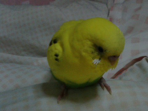 価格.com - 自慢のペット 鳥 セキセイインコ チョコちゃんの写真