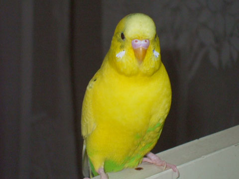 価格 Com 自慢のペット 鳥 セキセイインコ ポピくんの写真