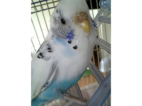 価格 Com 自慢のペット 鳥 セキセイインコ メイちゃんの写真