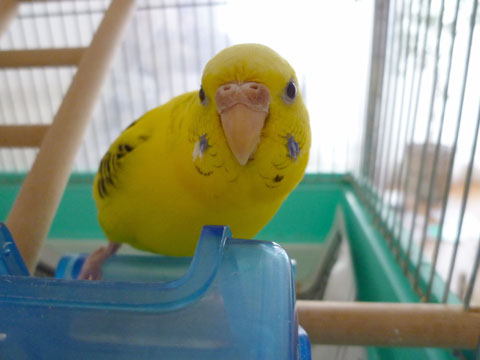 価格 Com 自慢のペット 鳥 セキセイインコ ぽぽたんちゃんの写真