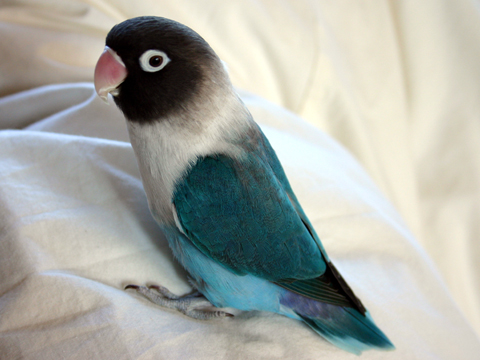 価格 Com 鳥 ブルーボタンインコ うちの子自慢 まるちゃんの写真