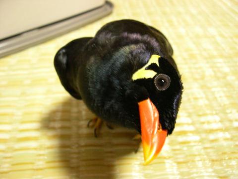 価格 Com 自慢のペット 鳥 九官鳥 キュウちゃんの写真