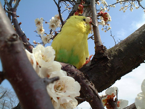 価格 Com 自慢のペット 鳥 セキセイインコ ピーちゃんの写真