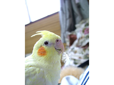 価格 Com 自慢のペット 鳥 オカメインコ ももちゃんの写真